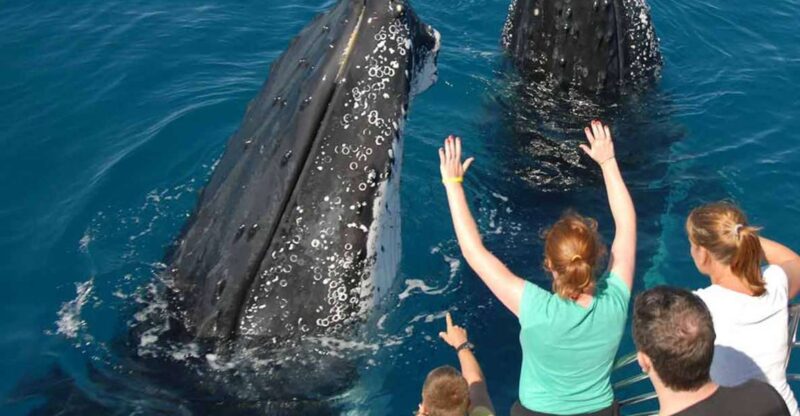 Samana: Half Day Whale Watching Humpback Whale Watching - Tour Details