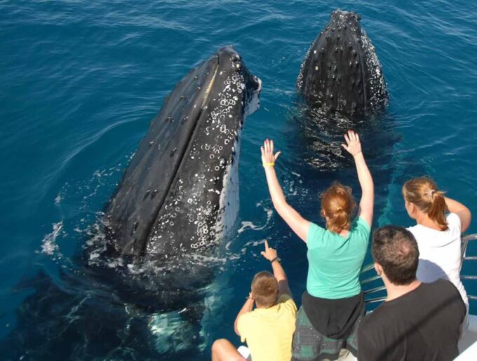 Samana: Half Day Whale Watching Humpback Whale Watching - Specialized Tour Guides