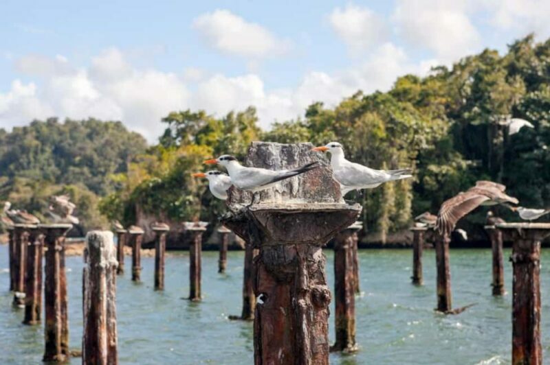 Samana: Los Haitises Kayaks & Caño Hondo Pools Tour w/ Lunch - FAQs
