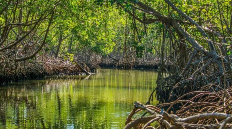 Samana: Los Haitises National Park & Caño Hondo Day Tour - Practical Tips for Making the Most of It