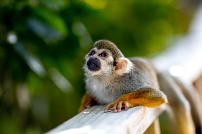 Samaná: Monkeyland and Open-Air Safari Truck Tour - Experience Highlights