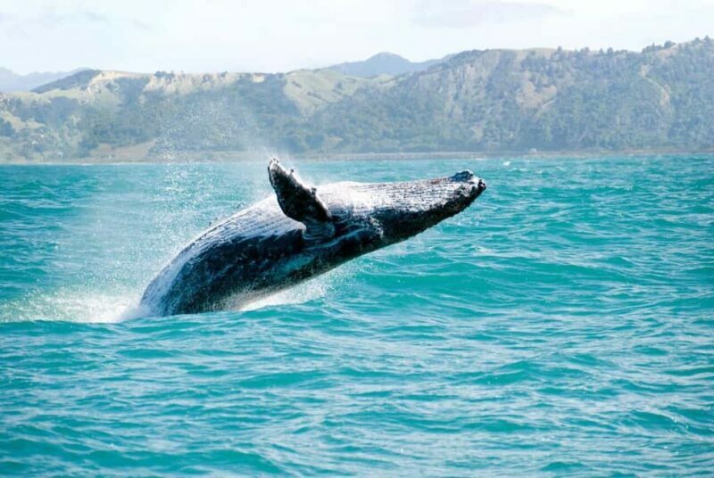 Samaná: Private Catamaran Whale Watching Tour with Drinks - The Experience in Detail
