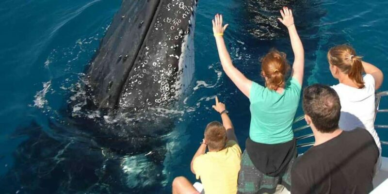 Samaná: Private Catamaran Whale Watching Tour with Drinks - The Sum Up