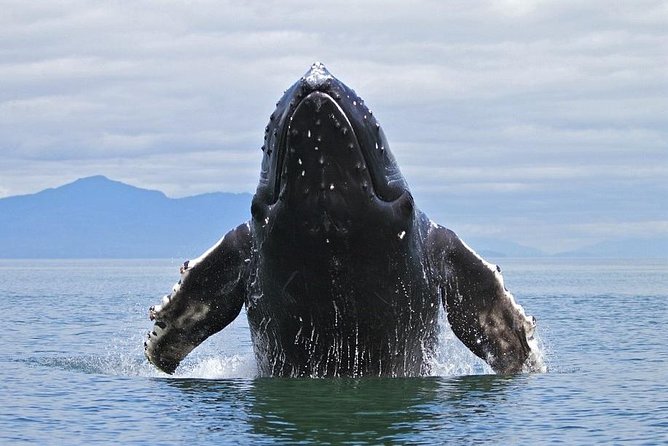Samana Tours (With Whales) Full Day Excursion! All Inclusive Tour! - Booking Your Stay