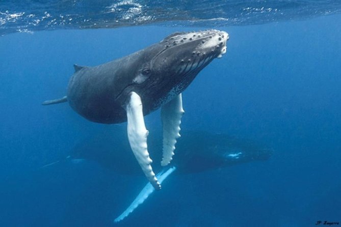Samana Tours (With Whales) Full Day Excursion! All Inclusive Tour! - Tour Capacity and Accessibility