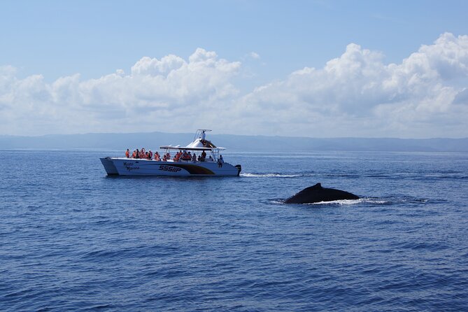 Samana, Waterfall El Limon, Bacardi Island, Whales Watching Group Excursion - Planning Your Tour
