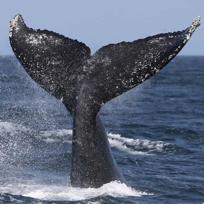Samaná: Whale, Cayo Levantado, & Kayak in Samaná Bay Tour - Exploring the Itinerary in Depth