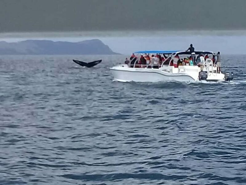 Samaná: Whale, Cayo Levantado, & Kayak in Samaná Bay Tour - Final Thoughts