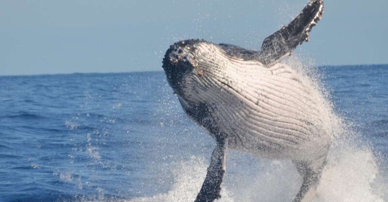 Samaná: Whale Watch, Cayo Levantado & Limón Waterfall Tour - Recommended Items