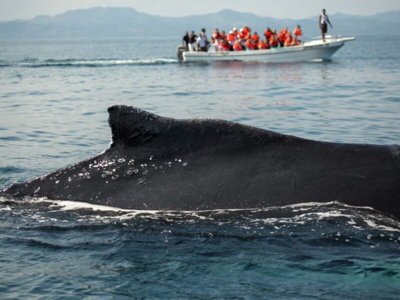 Samaná: Whale Watch, Cayo Levantado & Limón Waterfall Tour - Tour Considerations
