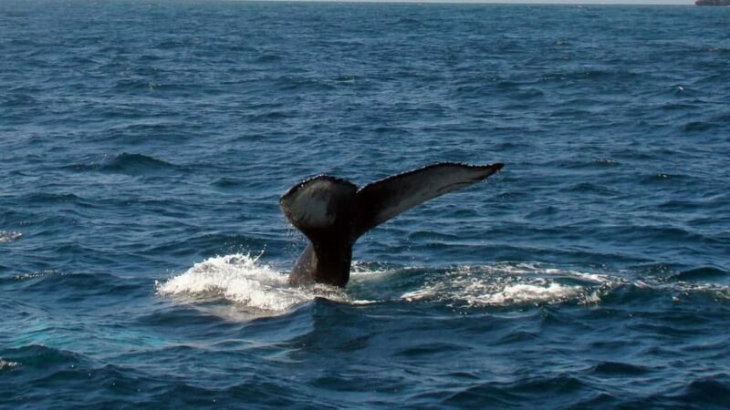 Samanà Whale Watching and Bacardi Island Tour From Bayahibe - Detailed Review: What to Expect and Why It Matters
