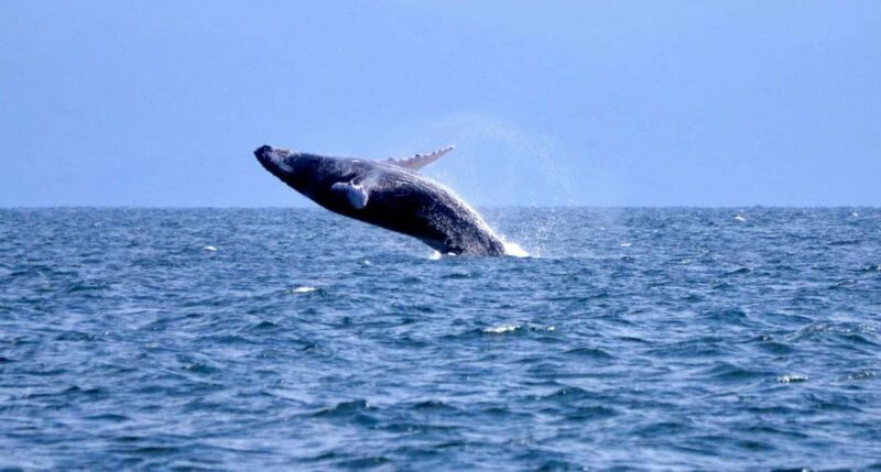Samanà Whale Watching and Bacardi Island Tour From Bayahibe - Who Should Book This Tour?