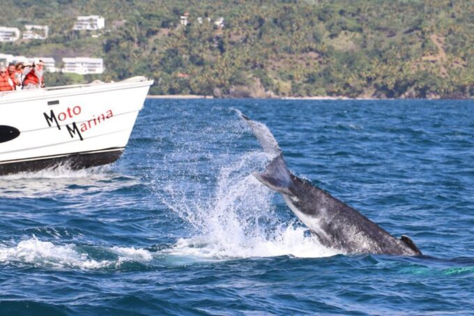 Samana: Whale Watching and Cayo Levantado Full Day Tour - Frequently Asked Questions