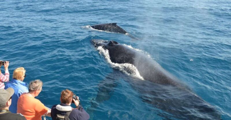 Samana: Whale Watching and Cayo Levantado Full Day Tour - Included Activities
