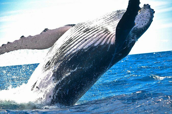 Samaná Whale Watching + Cayo Levantado (Bacardi Island). - The Sum Up: Is It Worth It?