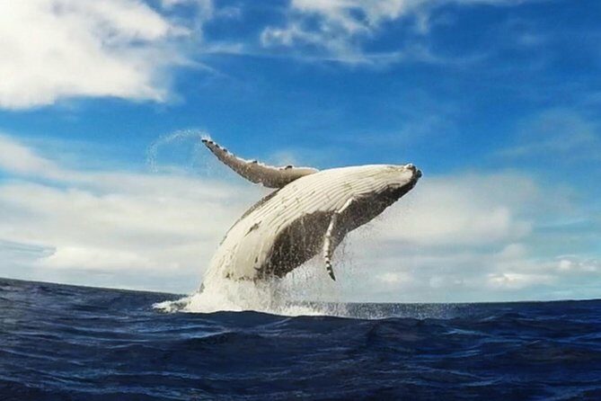 Samana Whale Watching + Cayo Levantado ( Bacardi Island) with Lunch by Locals - The Experience in Detail: What to Expect from the Tour