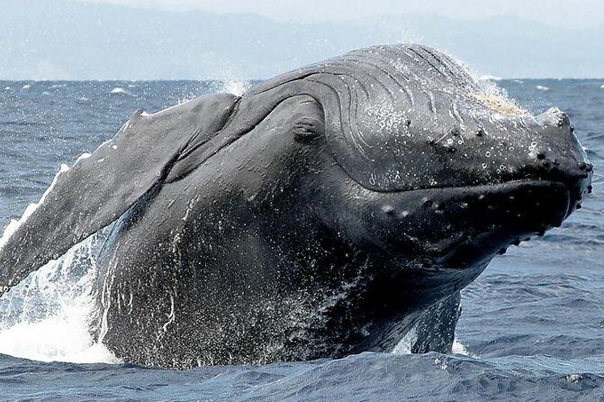 Samana Whale Watching + Cayo Levantado ( Bacardi Island) with Lunch by Locals - Who Should Consider This Tour?