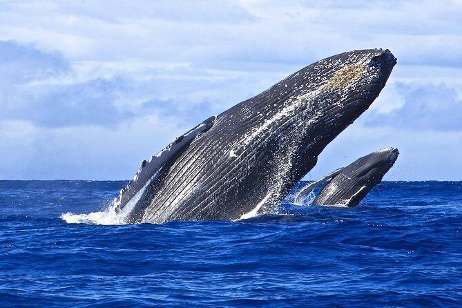 Samana Whale Watching + Cayo Levantado ( Bacardi Island) with Lunch by Locals - Final Thoughts