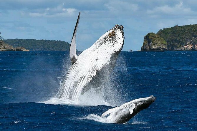 Samana Whale Watching + Cayo Levantado ( Bacardi Island) with Lunch by Locals - Frequently Asked Questions