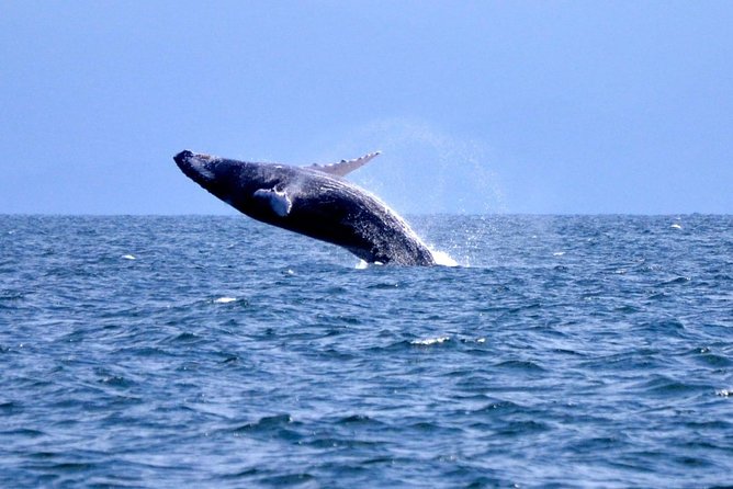 Samana Whale Watching + Cayo Levantado + Limon Waterfalls From Punta Cana Hotels - Pickup and Meeting Points