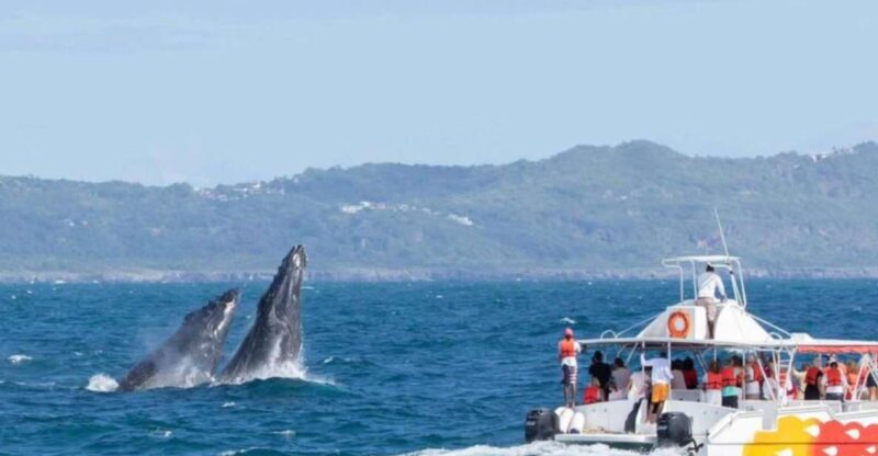 Samana: Whale Watching + Cayo Levantado + Los Haitises - Itinerary Highlights