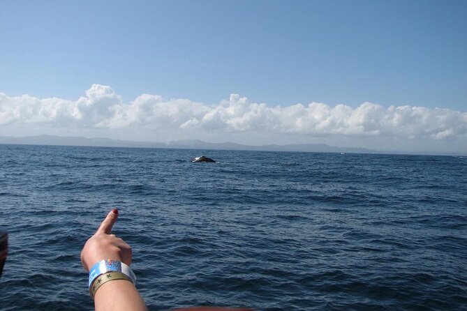 Samaná Whale Watching Excursion and Cayo Levantado Adventure From Punta Cana - Inclusions and Transportation