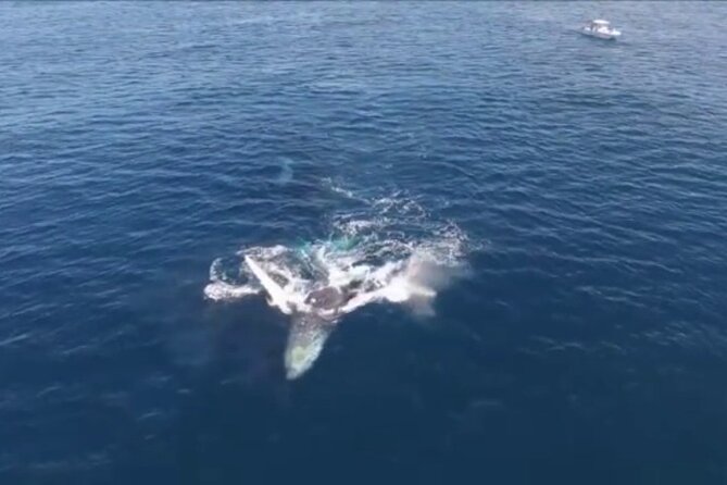 Samaná Whale Watching Excursion and Cayo Levantado Adventure From Punta Cana - Health and Safety Considerations