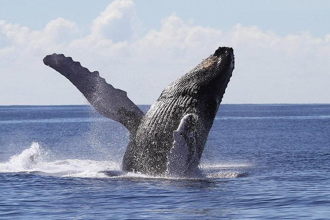 Samana Whale Watching Tour From Las Terrenas. Cayo Levantado With Lunch - About Your Stay