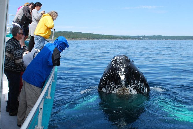 Samana Whale Watching Tour From Las Terrenas. Cayo Levantado With Lunch - Included Lunch
