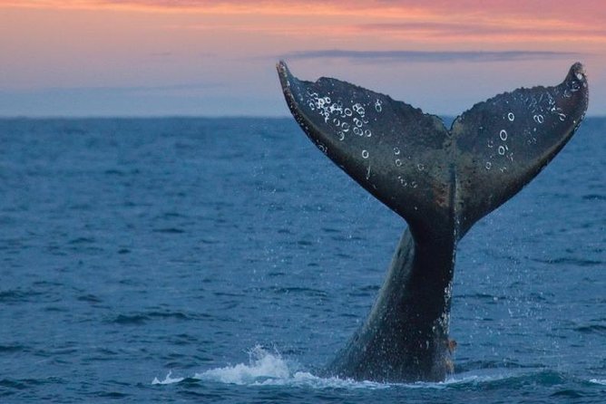 Samana Whale Watching Tour From Las Terrenas. Cayo Levantado With Lunch - Important Details