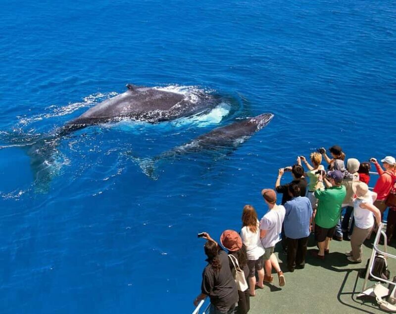 Samaná: Whale Watching Tour with Snacks - Key Points