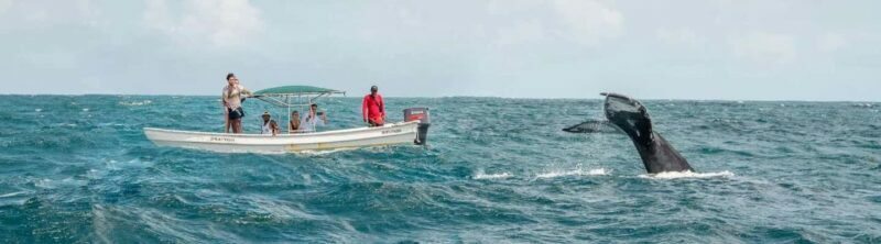 Samaná: Whale Watching Tour with Snacks - What to Expect on the Tour