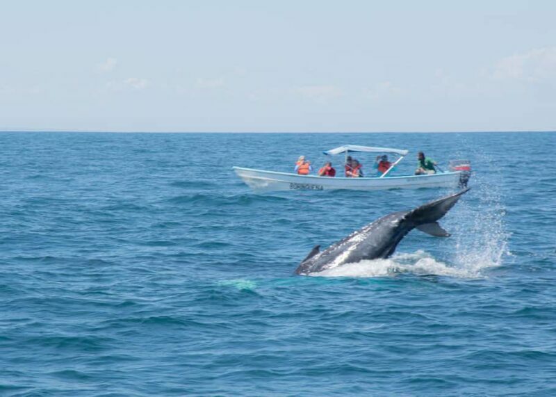 Samaná: Whale Watching Tour with Snacks - Breaking Down the Itinerary