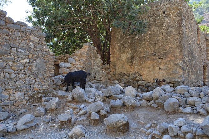 Samaria Gorge From Chania - Tour Guide Experiences