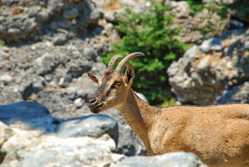 SAMARIA GORGE Full-Day Trip From CHANIA - Hiking Itinerary and Schedule