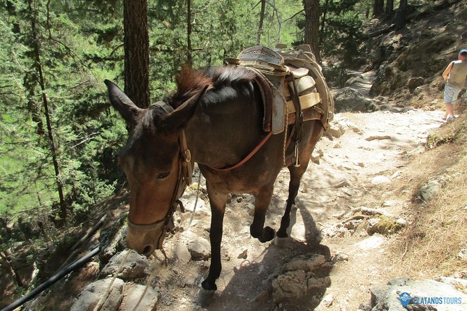 Samaria Gorge Trek: Full-Day Excursion From Chania - Traveler Reviews and Tips