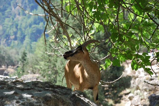 Samaria Gorge Trek: Full-Day Excursion From Heraklion - Customer Support Resources