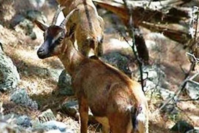 SAMARIA Gorge Walk: Full Day From Area Heraklion CRETE - Pickup Details