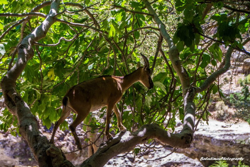 Samaria National Park Private Hiking Tour - Itinerary Details