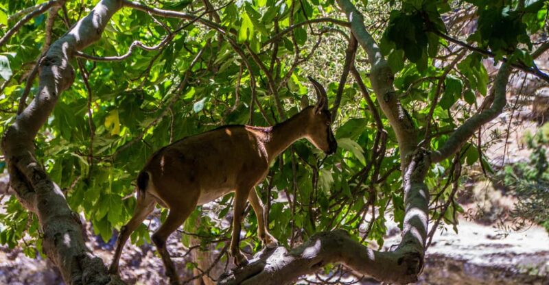 Samaria National Park Private Hiking Tour - Harmony With Nature