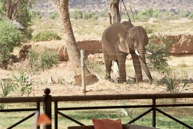 Samburu/ Aberdare/ Lake Nakuru/ Masai Mara 7 Days Safari - Lake Nakuru National Park
