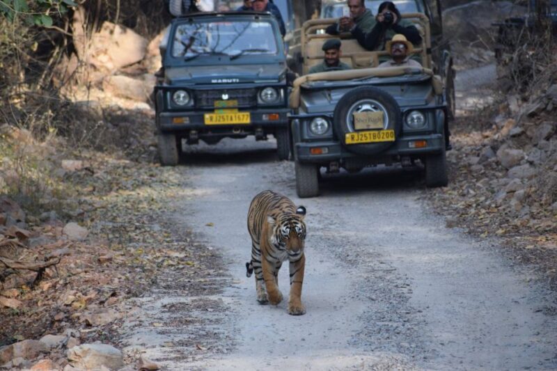 Same Day Ranthambhore WildLife Tour From Jaipur - Key Points