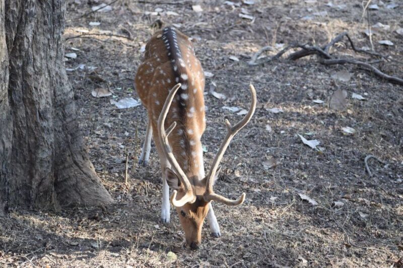 Same Day Ranthambhore WildLife Tour From Jaipur - Itinerary Details