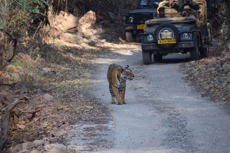 Same Day Ranthambhore WildLife Tour From Jaipur - Safari Experience