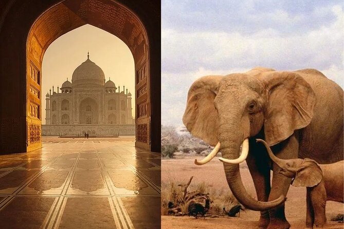 Same Day Tajmahal Tour With SOS Elephant/Bear Wildlife Sanctuary - Wildlife Sanctuary Visit