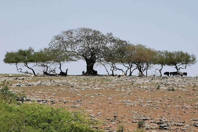 Samhan Mountain Safari With Lunch (Experience Dhofar Highest Peak) - Reviews and Ratings