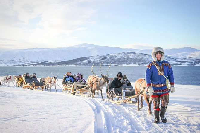 Sami Culture and Short Reindeer Sledding From Tromso - Feeding the Reindeer Herd