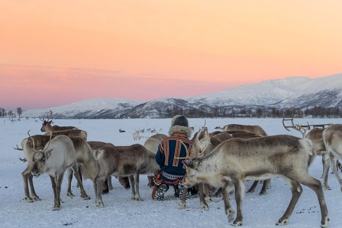 Sami Culture and Short Reindeer Sledding From Tromso - Sami Cultural Traditions