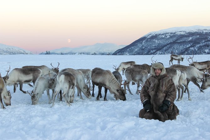 Sami Culture and Short Reindeer Sledding From Tromso - Meeting and Pickup Logistics