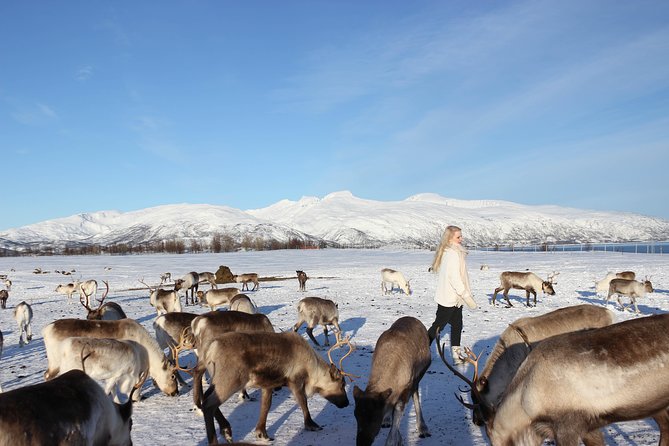 Sami Culture and Short Reindeer Sledding From Tromso - Group Size and Booking